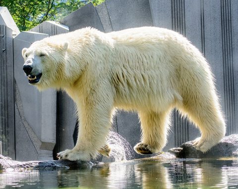 Polar Bear 8