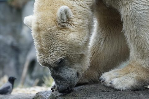 Polar Bear 9
