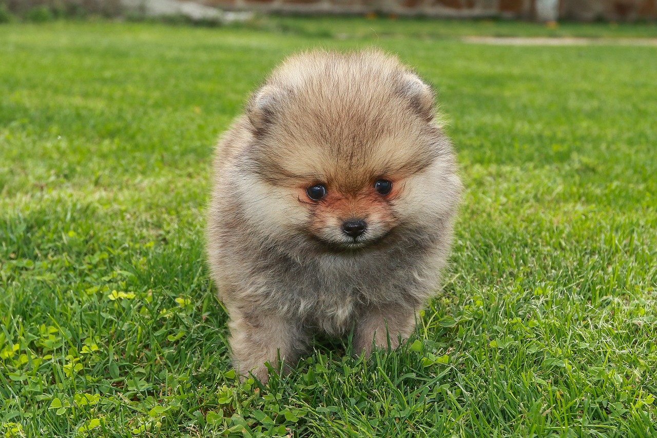 Pomerania