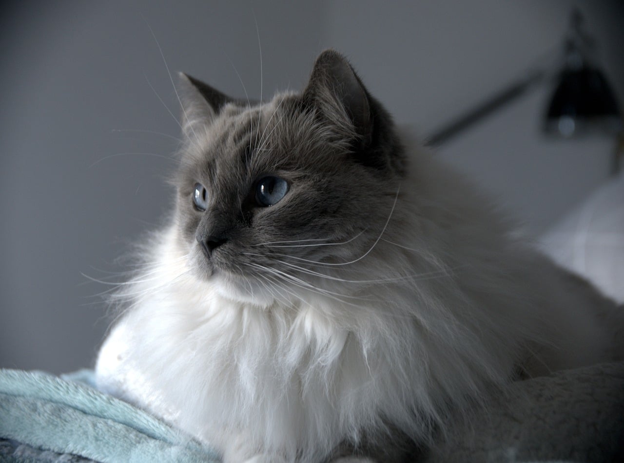Ragdoll