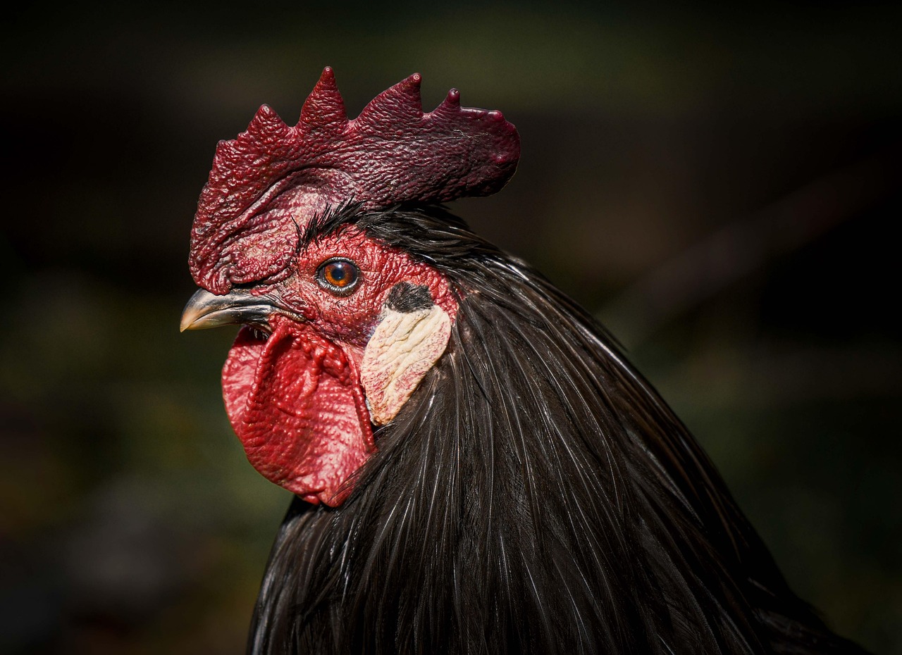 Animales de Granja