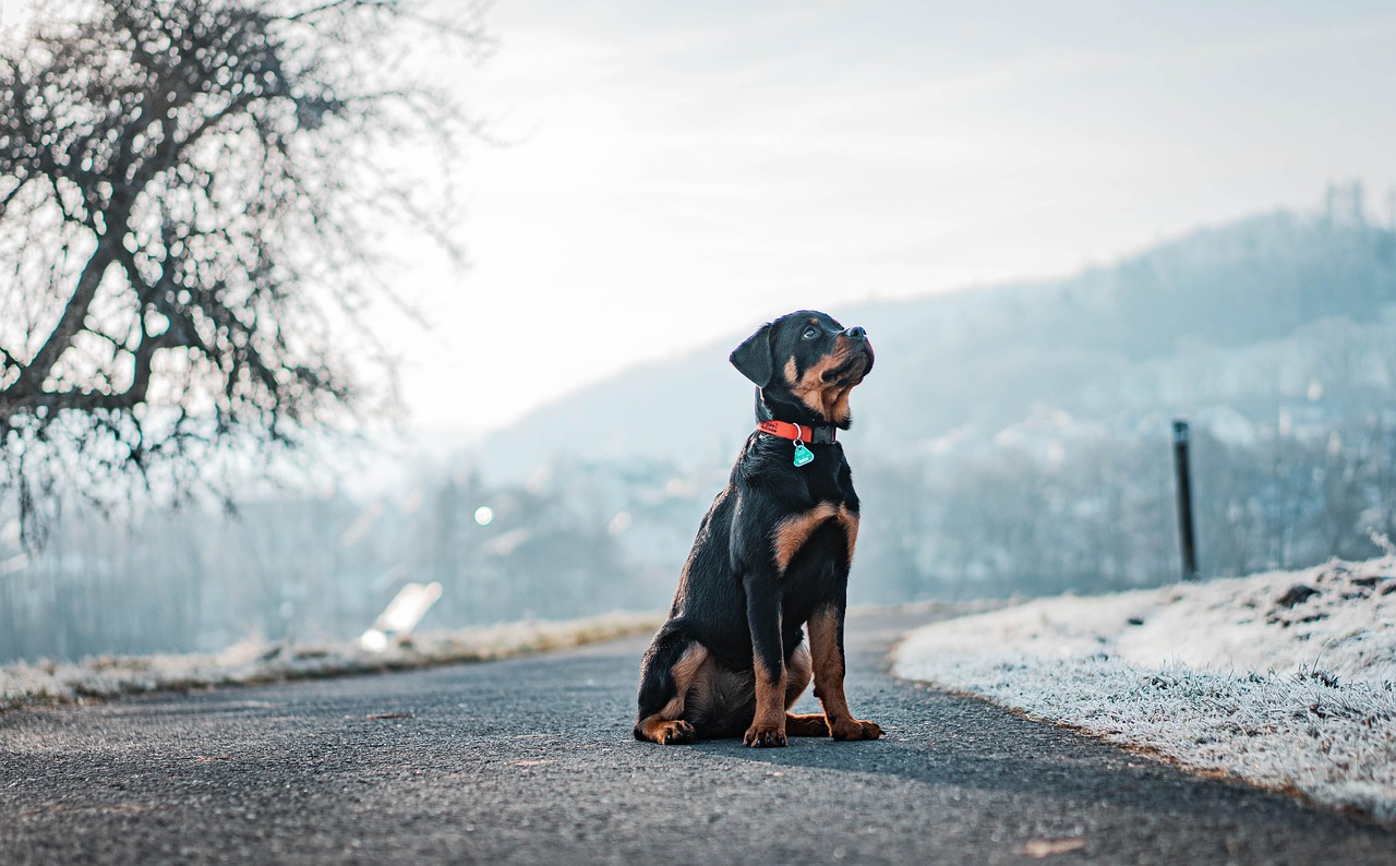 Rottweiler