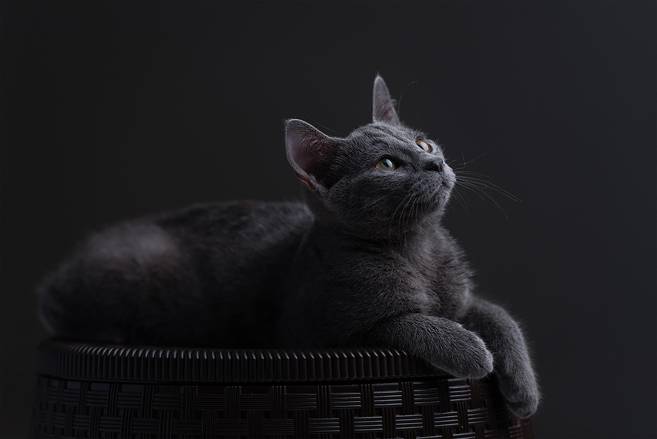 Azul ruso