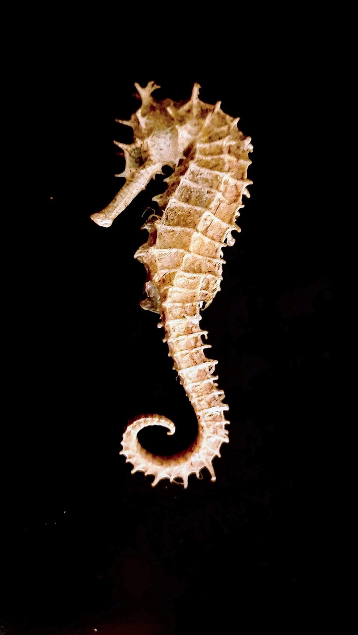 Caballito de mar