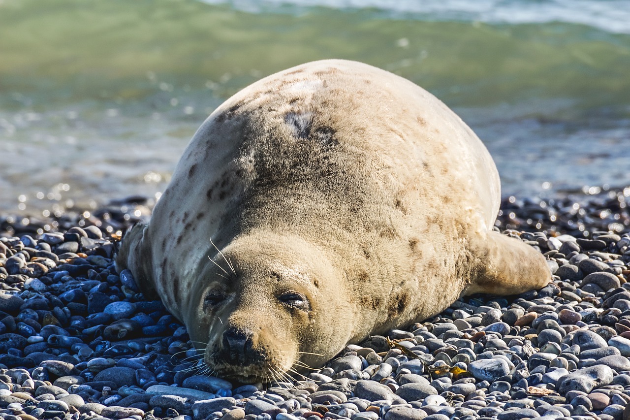 Foca