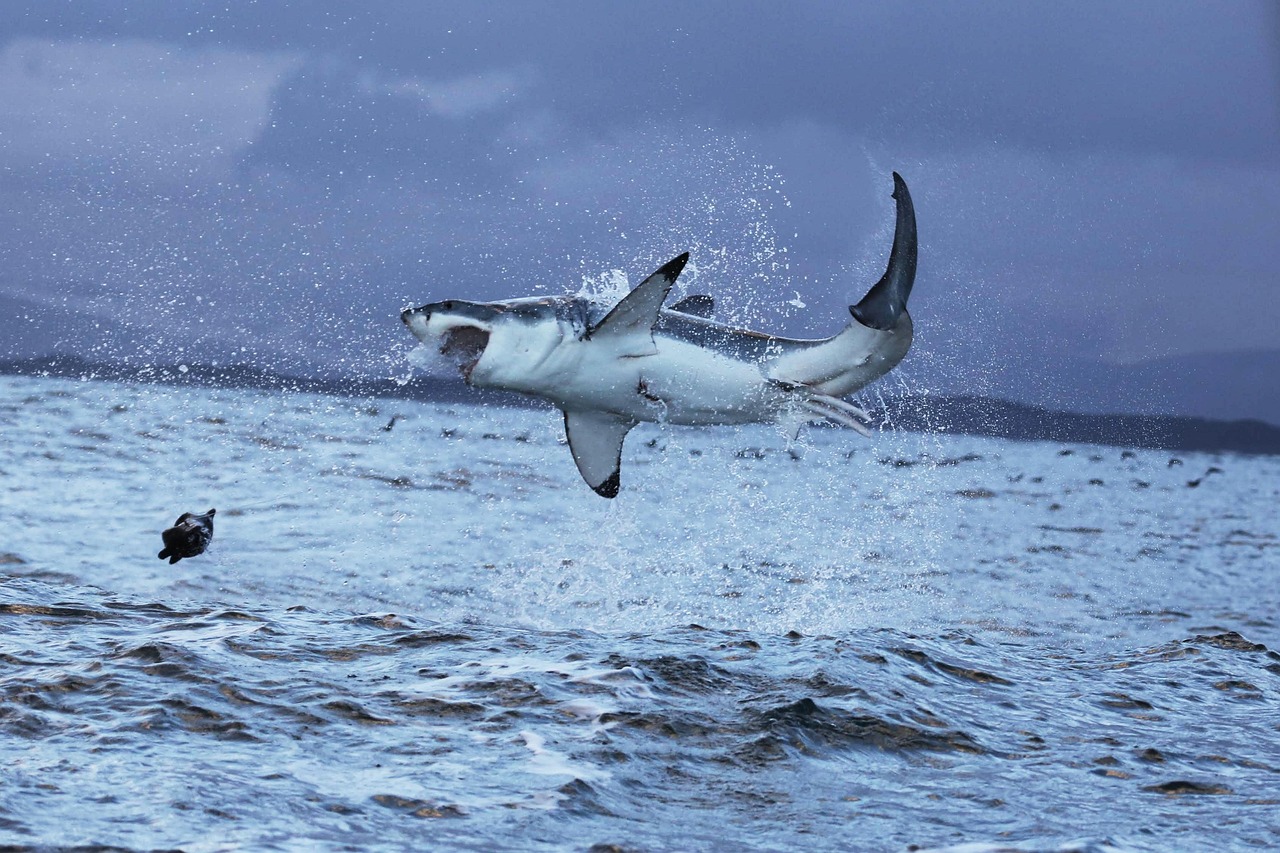 Tiburones