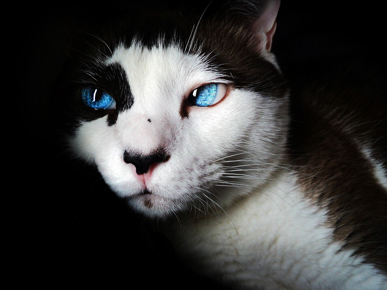 Gato siames