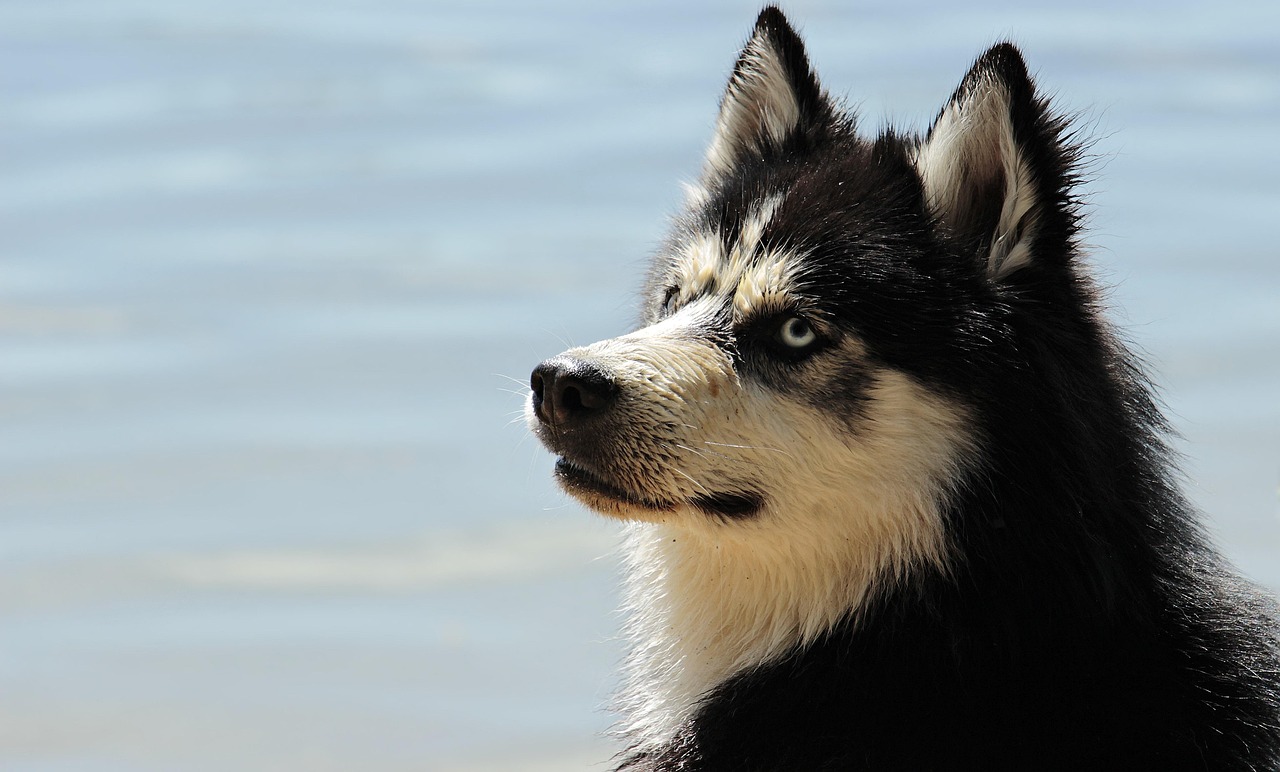 Husky siberiano