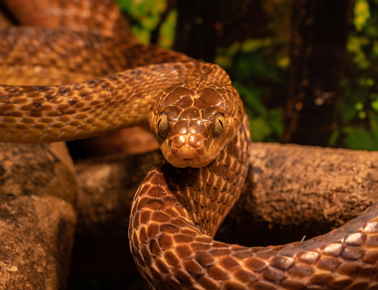 Serpiente del maiz
