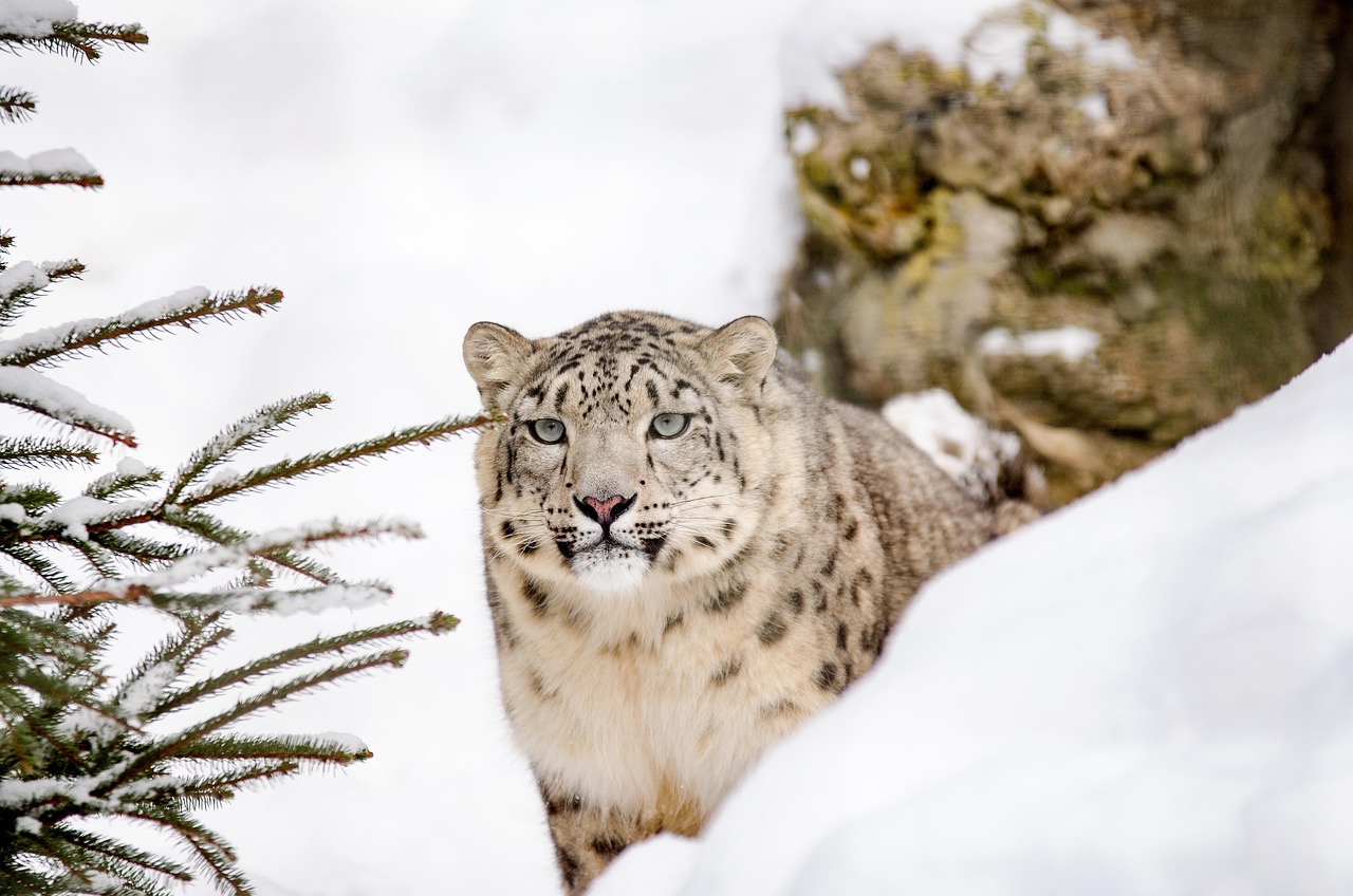 Leopardo de las nieves