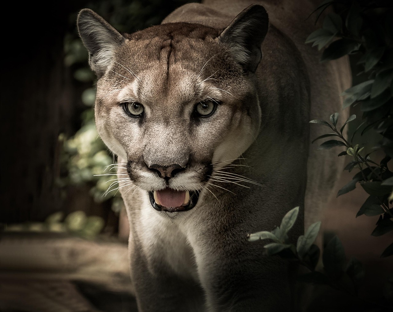 Puma sudamericano