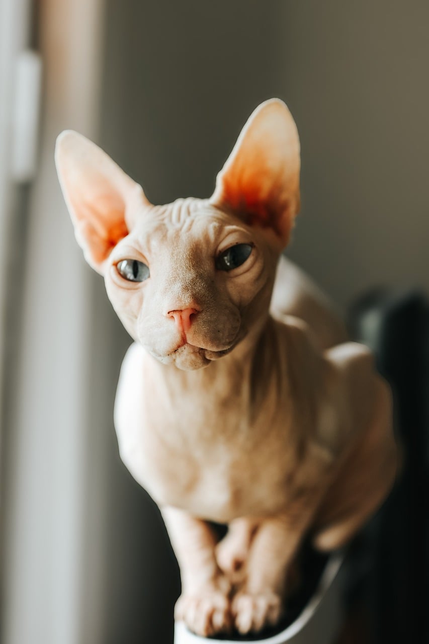 Gato esfinge