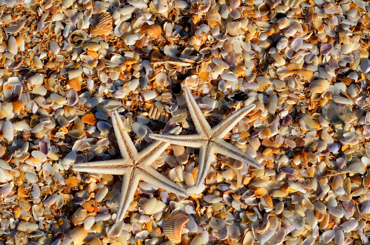 Estrella de mar