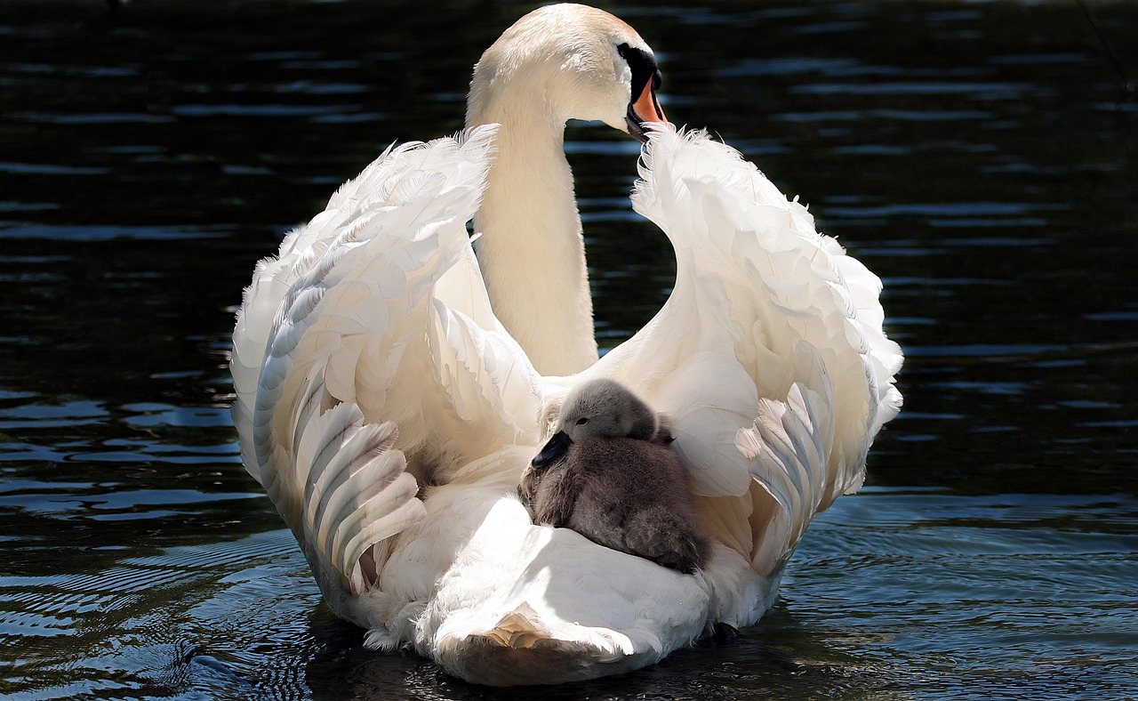 Aves Acuaticas