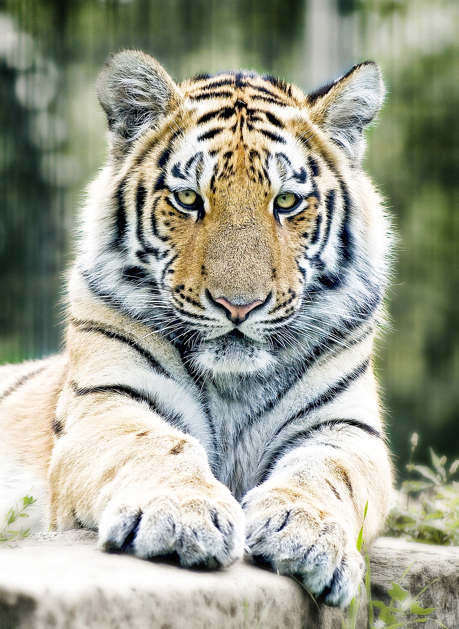 Tigre