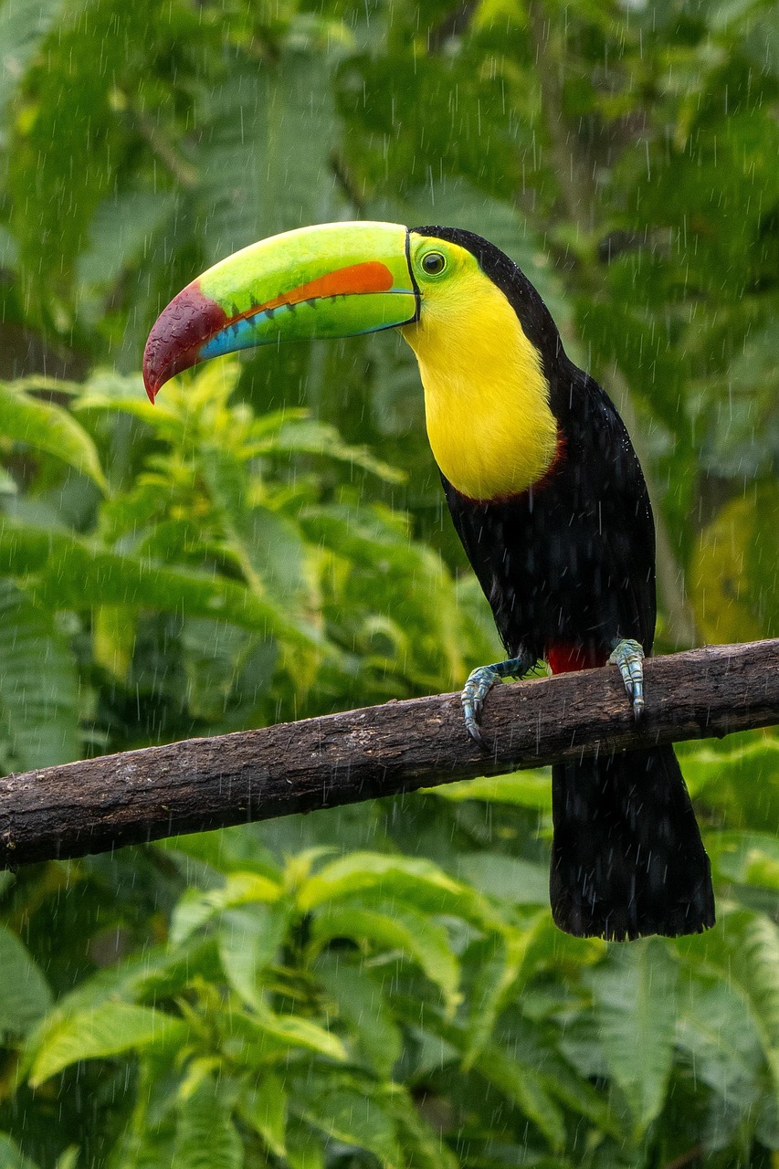 Aves Coloridas