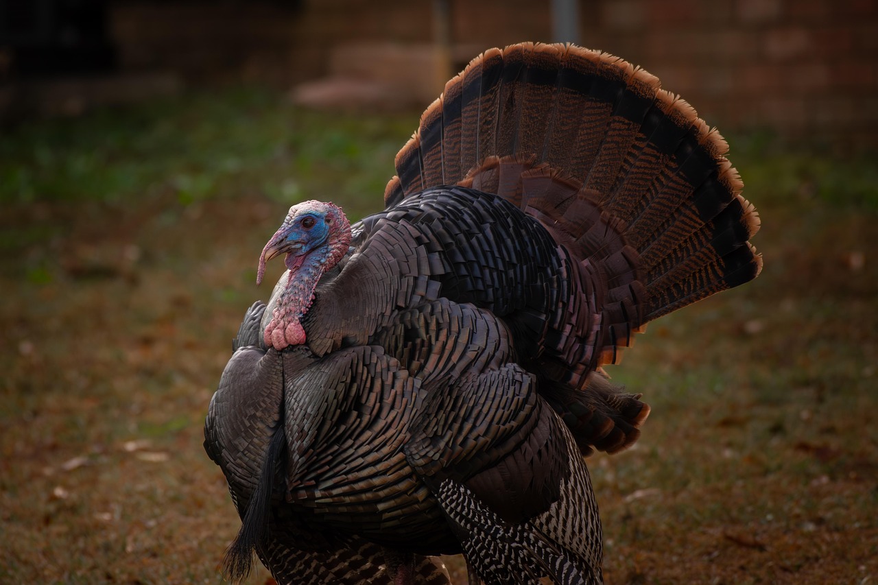 Pavo salvaje