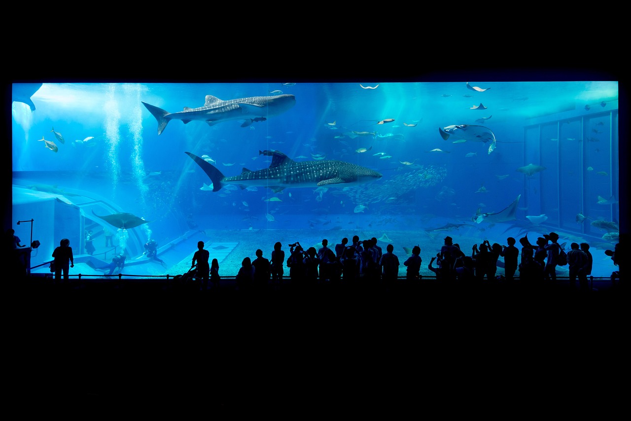 Tiburon Ballena