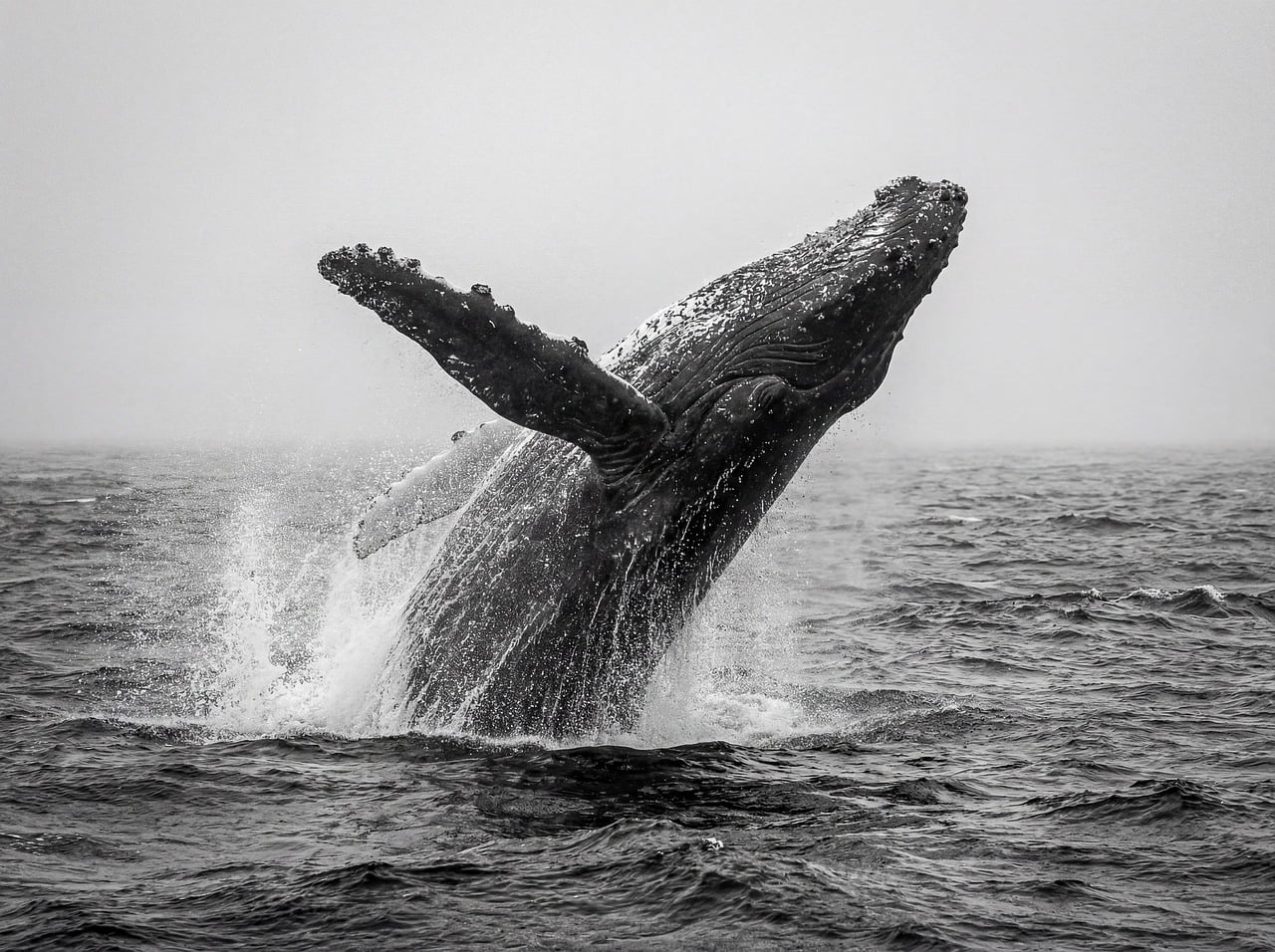 Ballena