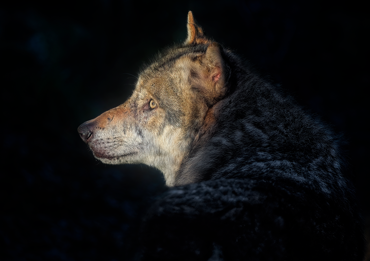 Familia de los Perros y Lobos