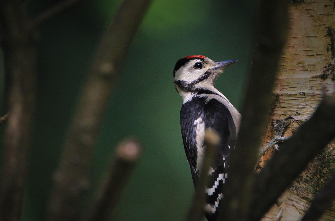 Pajaro carpintero norteamericano