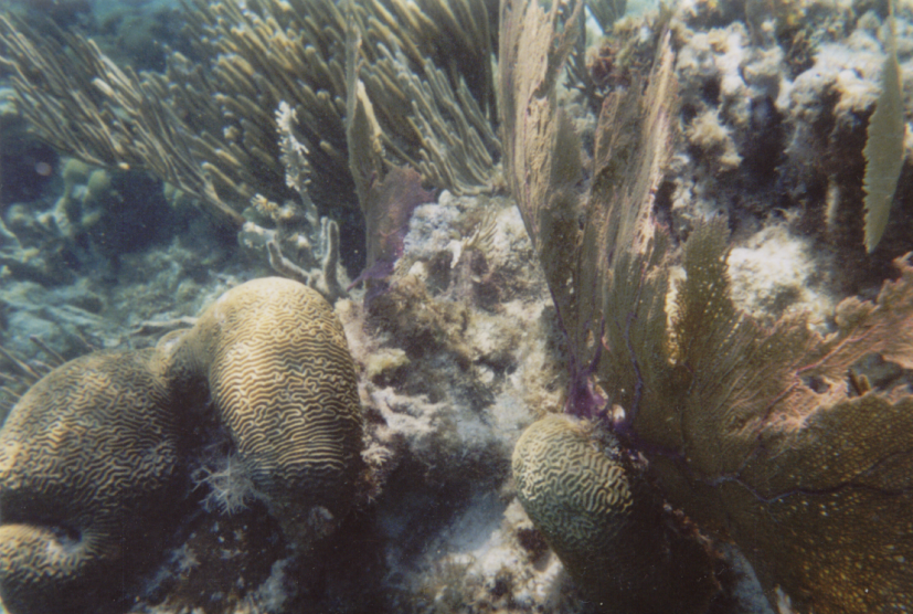 Hol Chan Marine Reserve