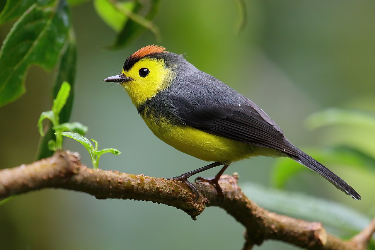 Monteverde Cloud Forest