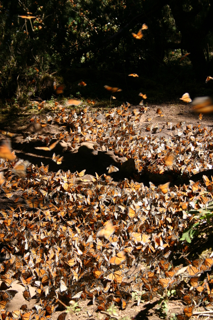 Monarch Butterfly Reserve