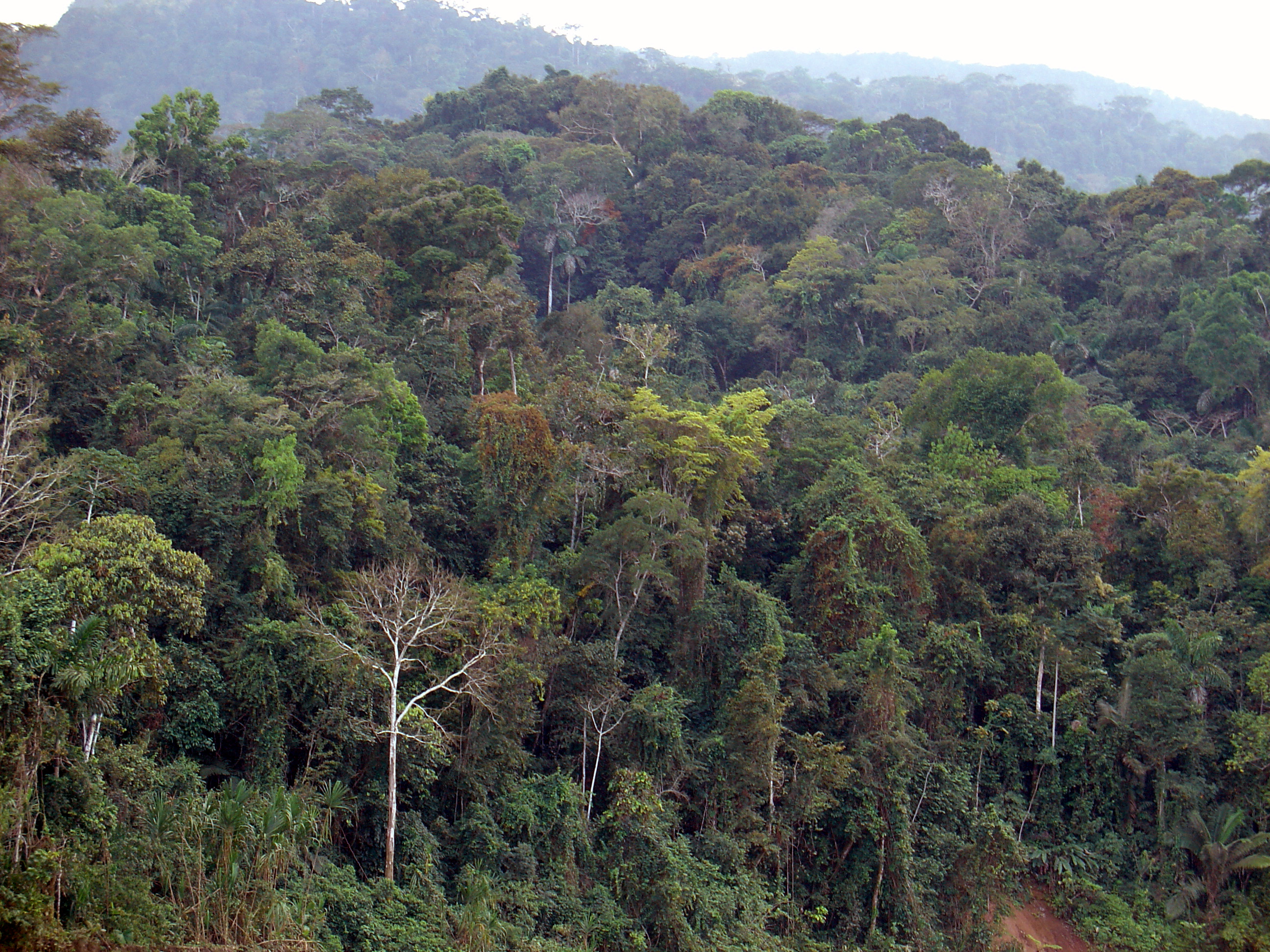 Peruvian Amazon Rainforest