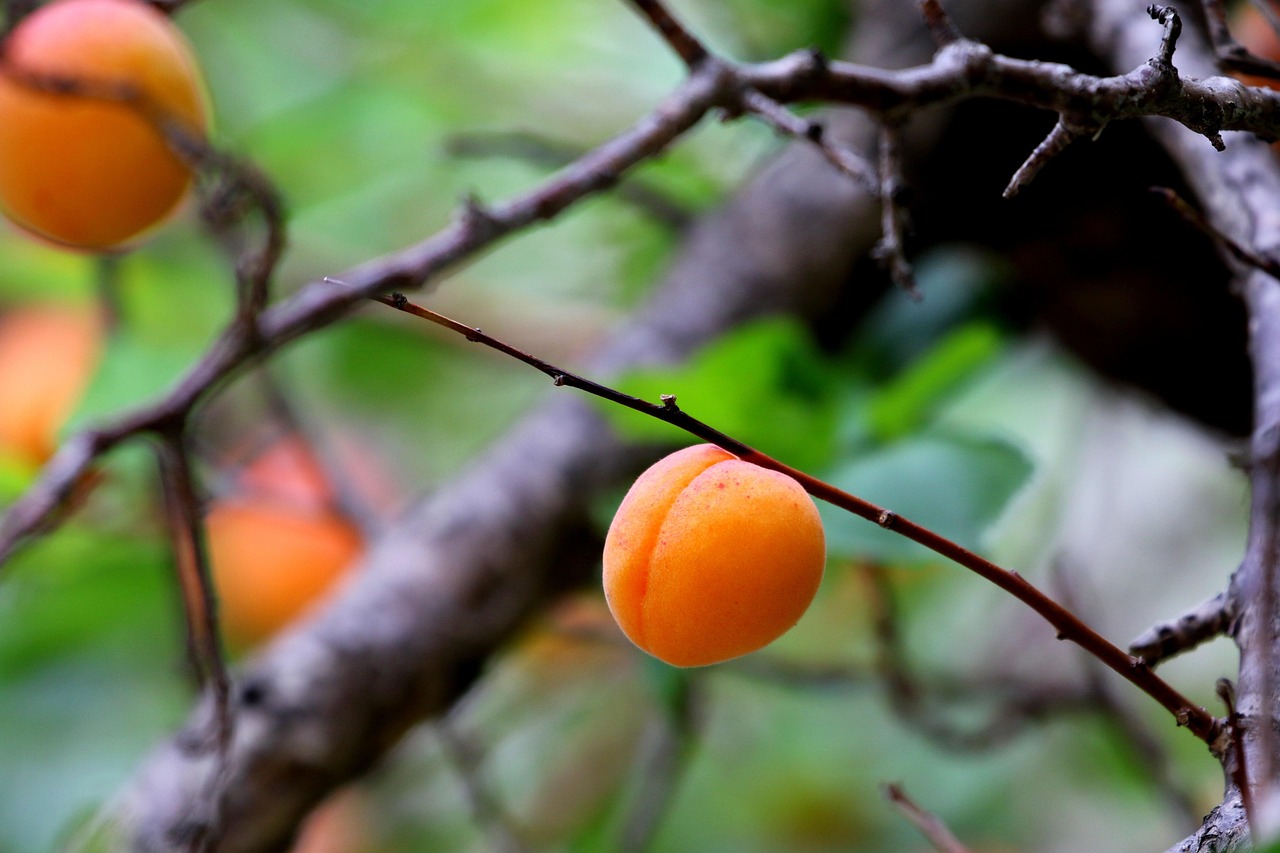 Apricot
