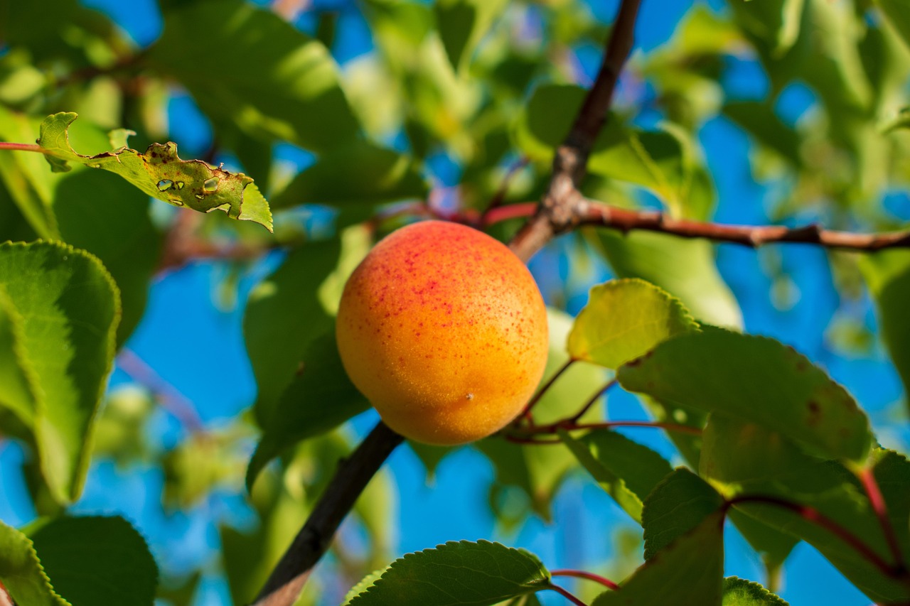 Apricot
