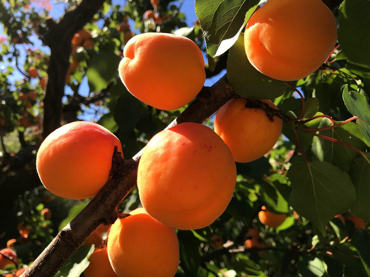 Apricot