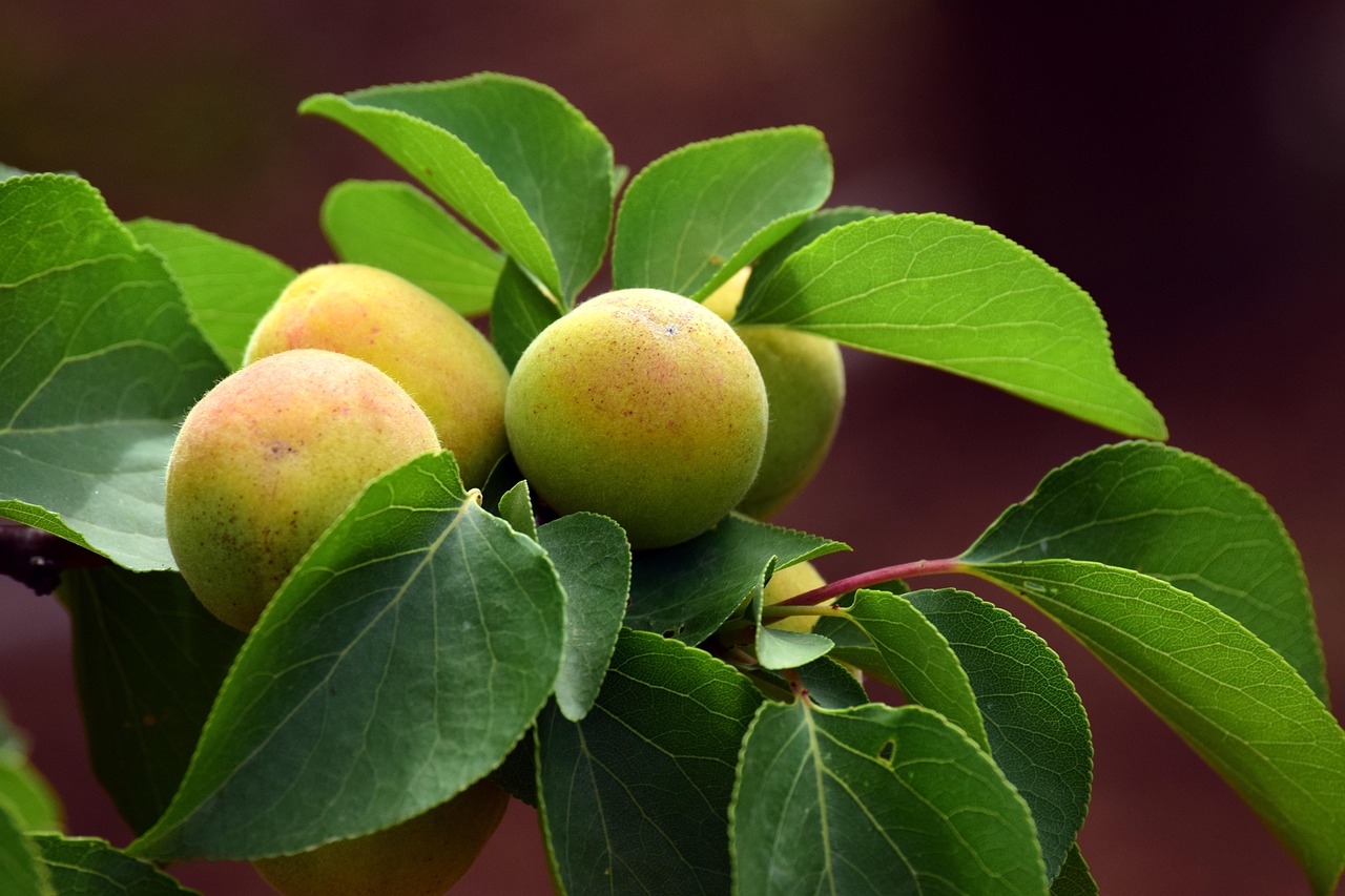 Apricot