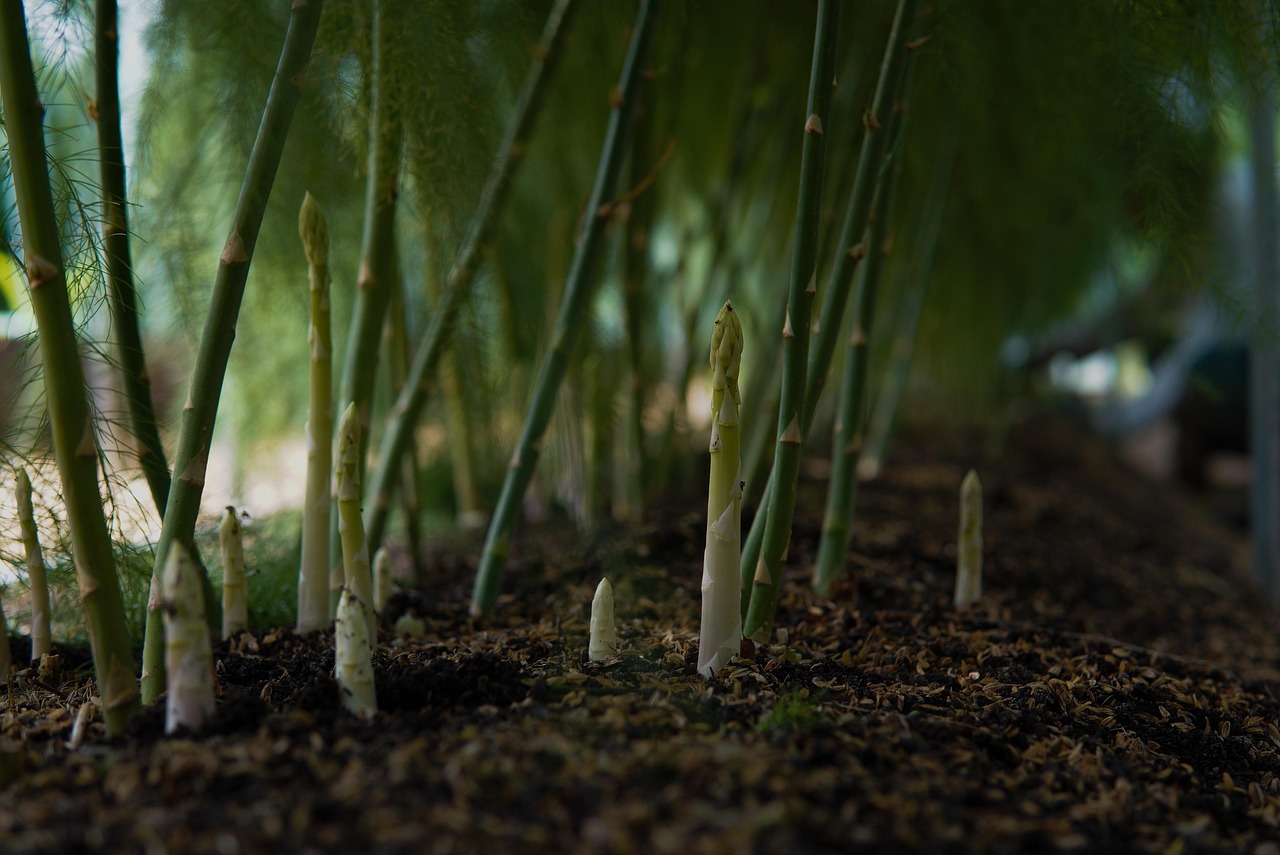 Asparagus