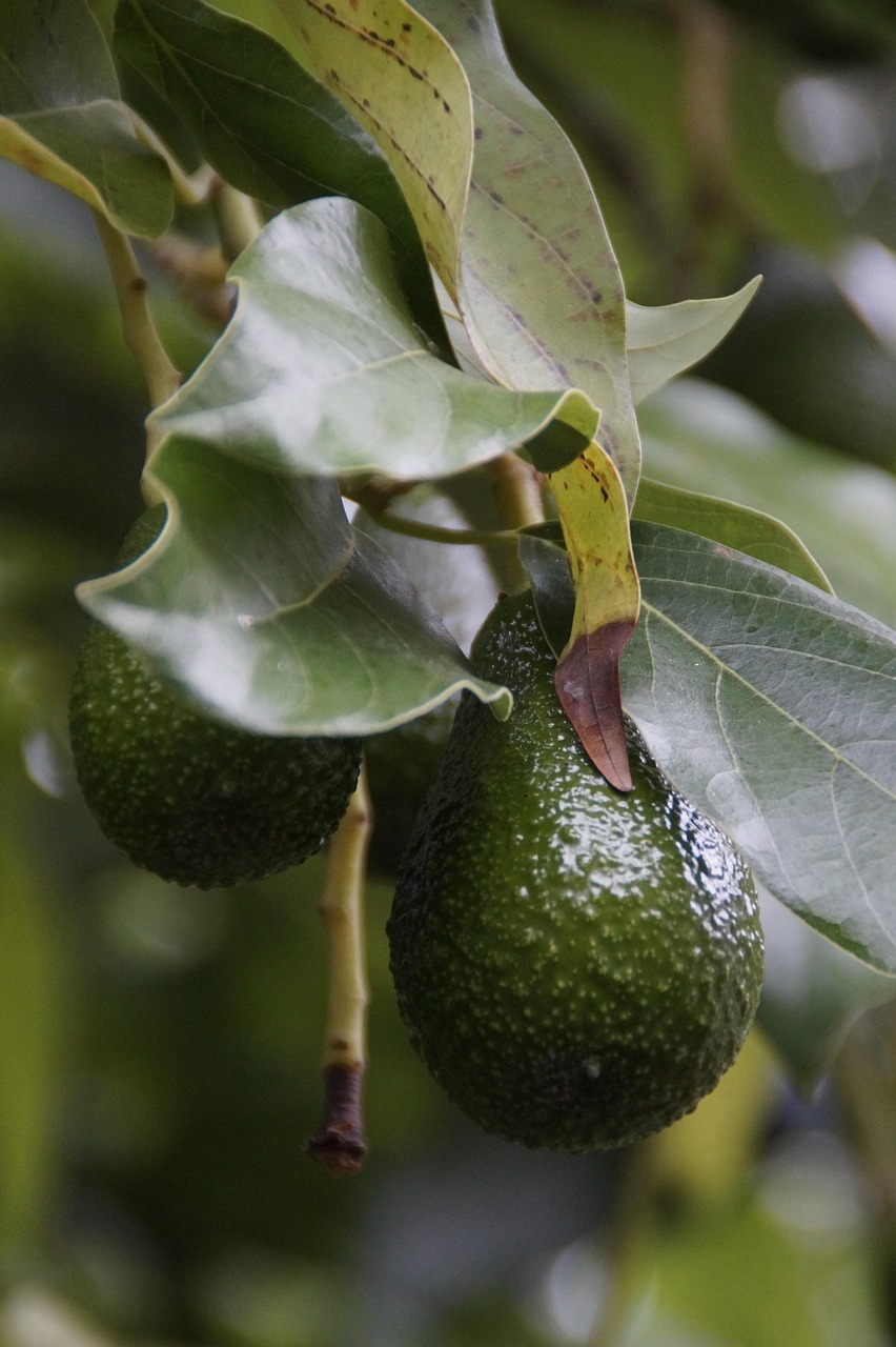Avocado