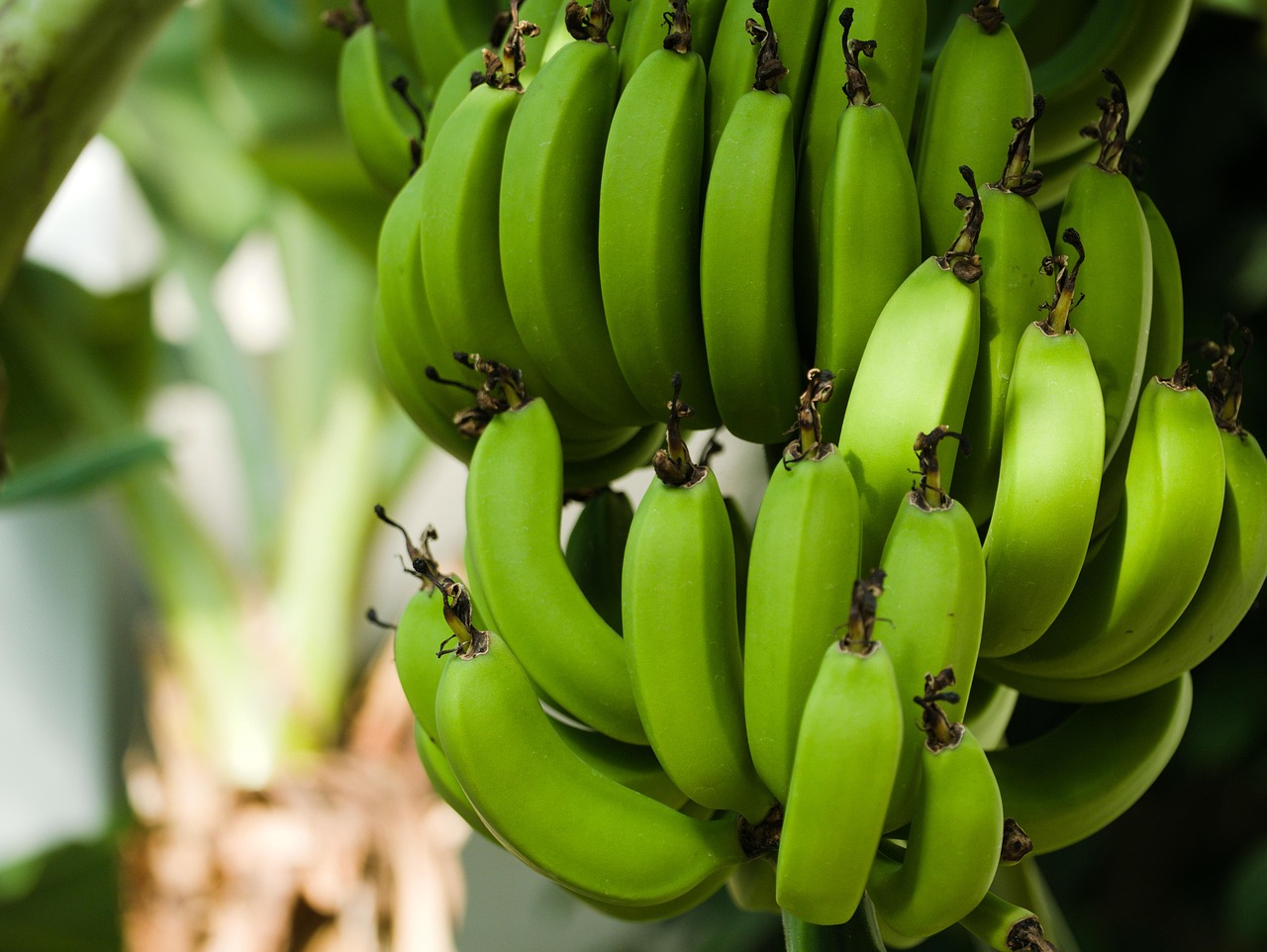 Banana