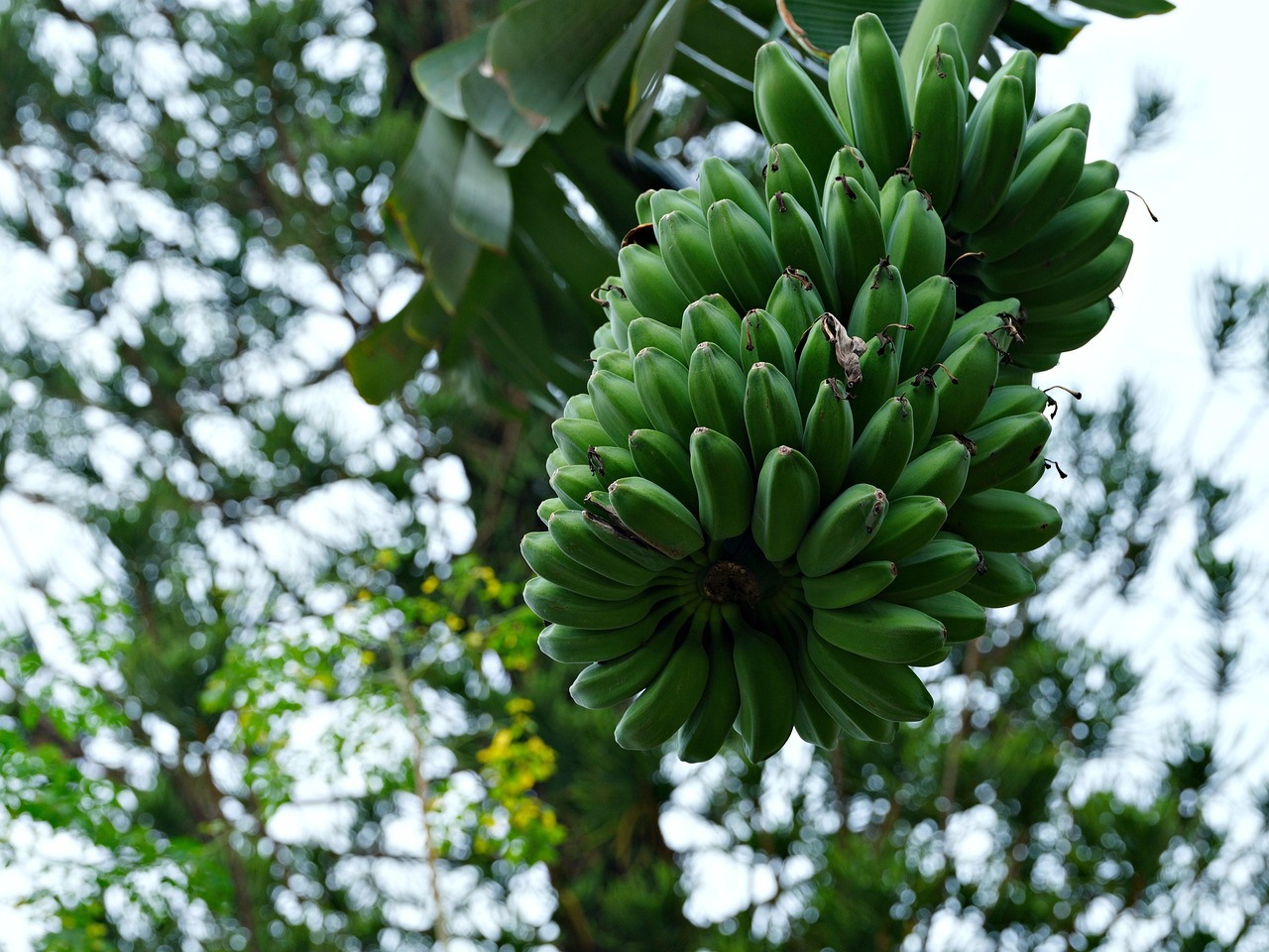 Banana
