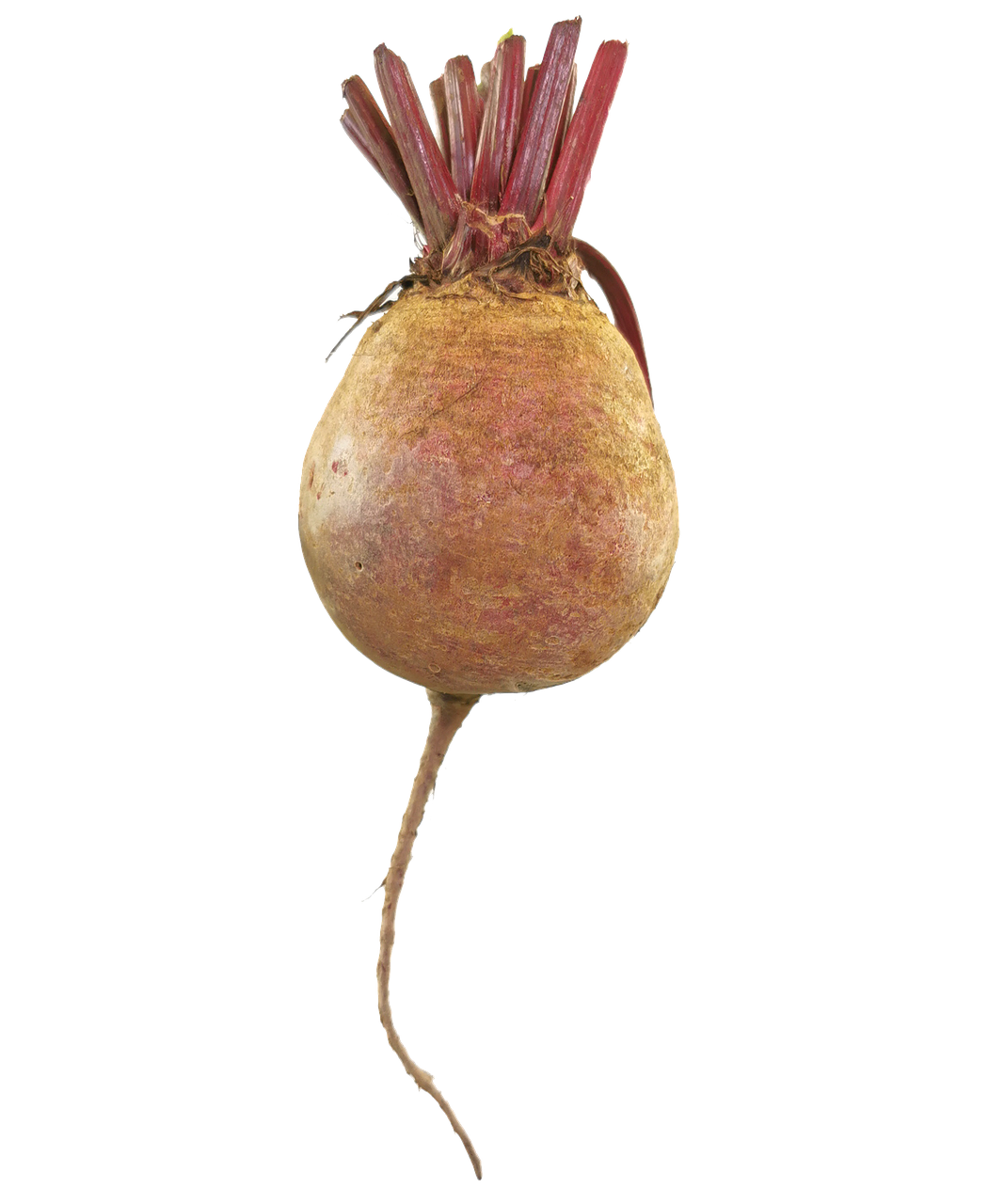 Beet