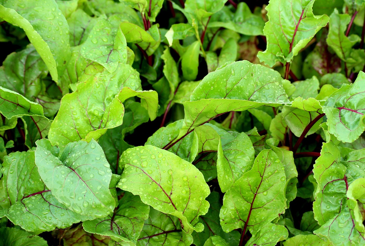 Beet