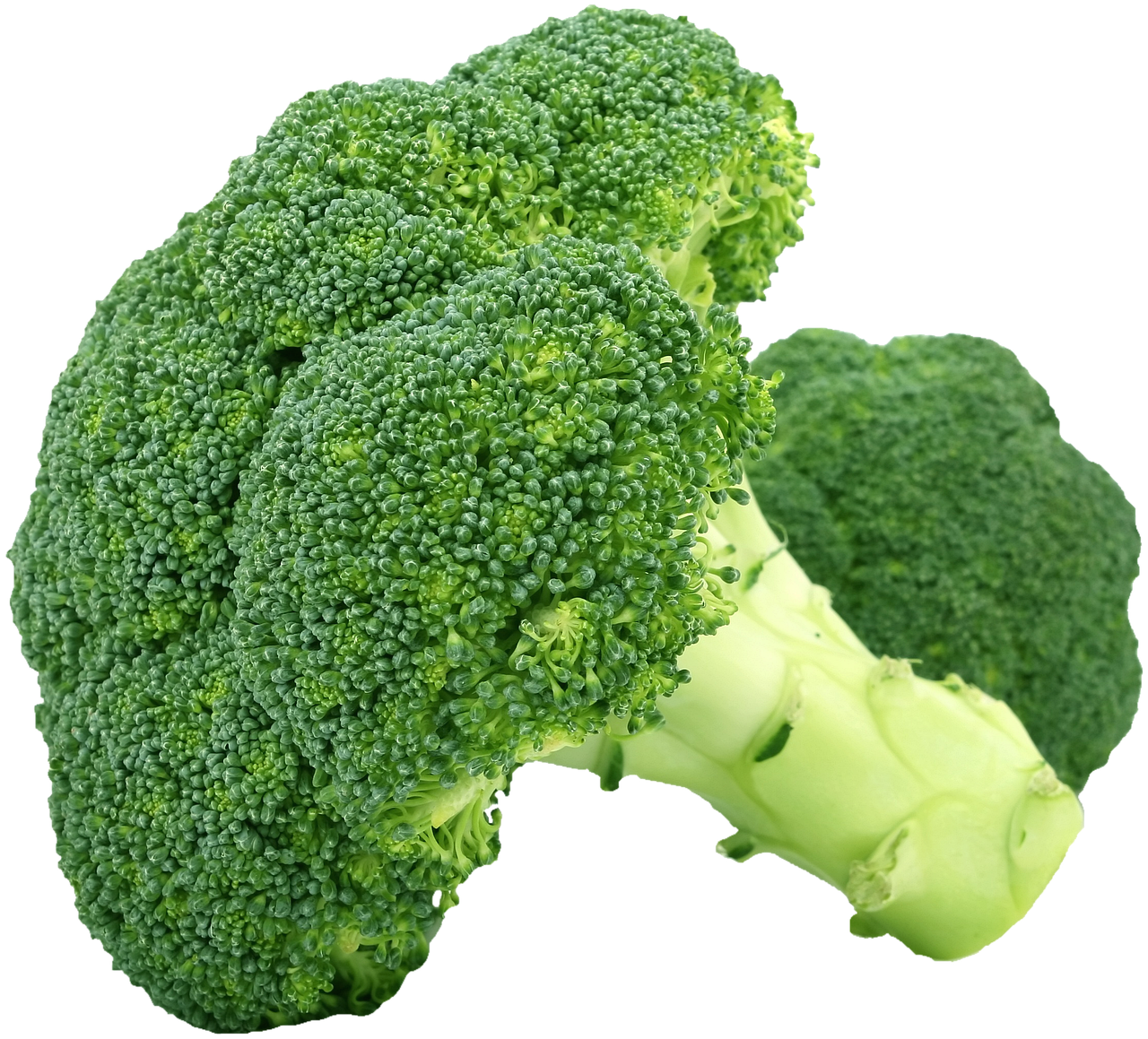 Broccoli