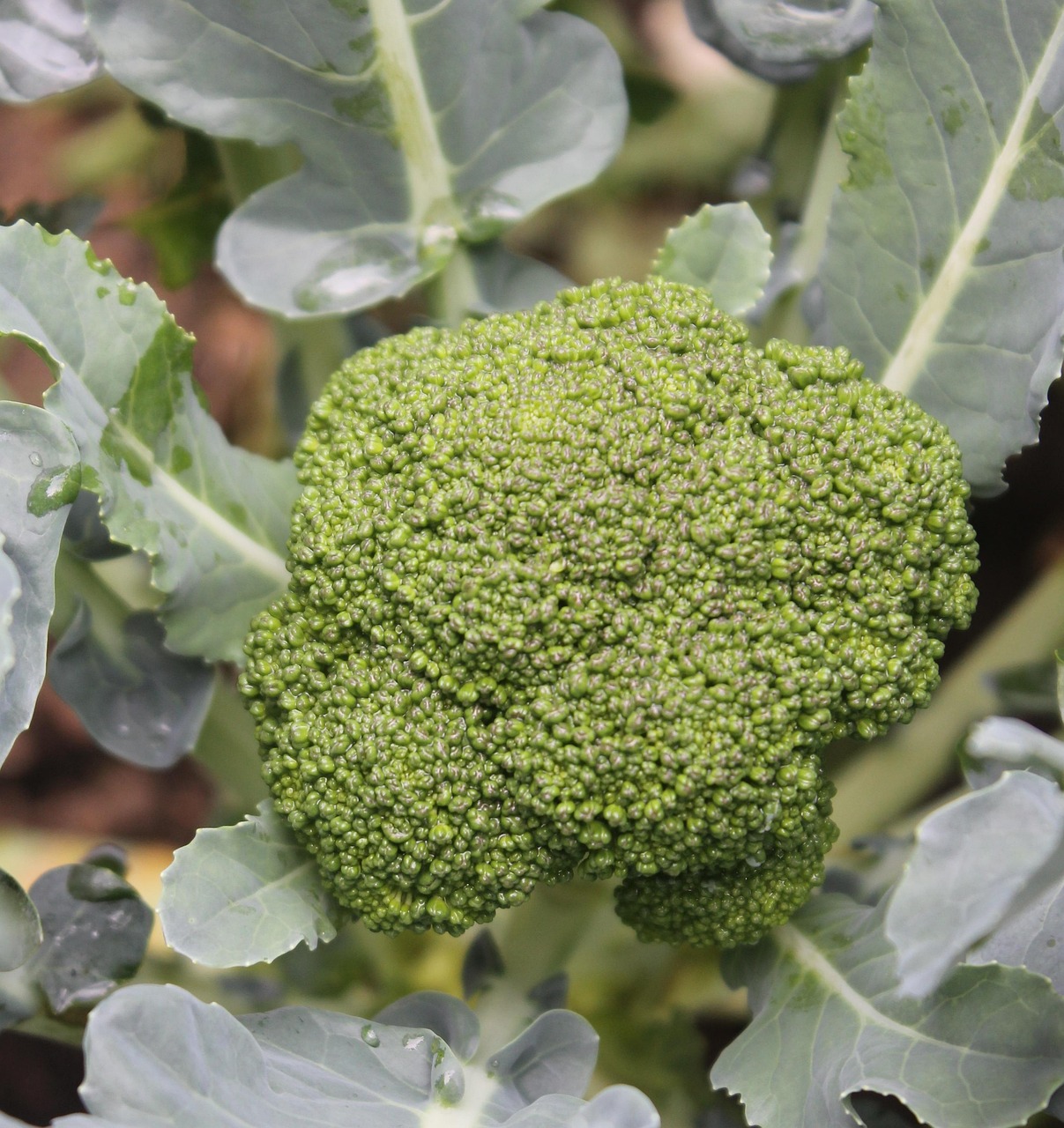 Broccoli