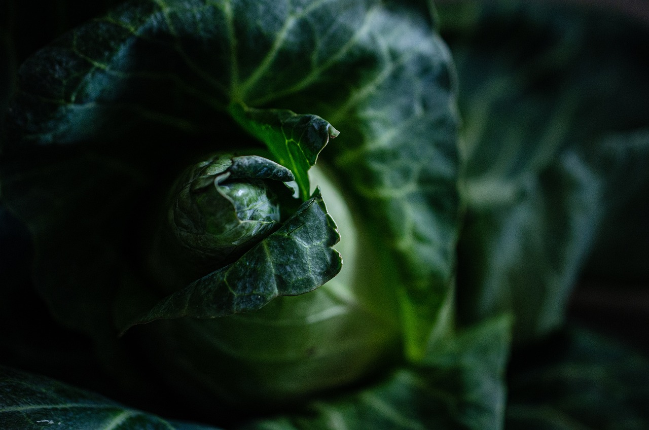 Cabbage