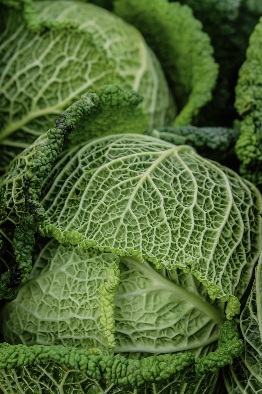 Cabbage