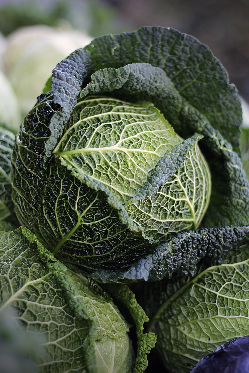 Cabbage