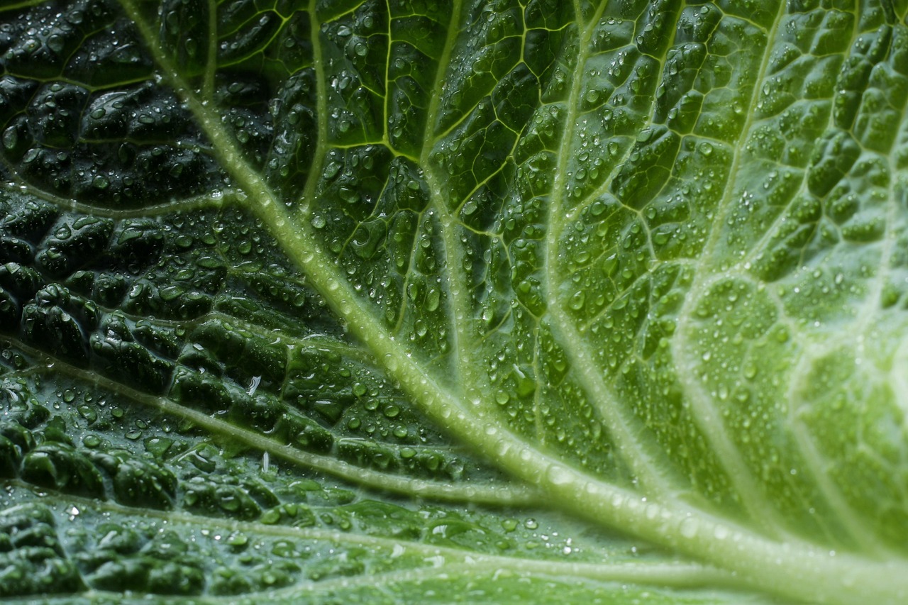 Cabbage