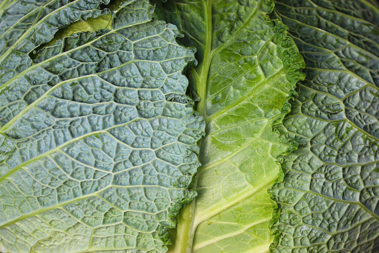 Cabbage