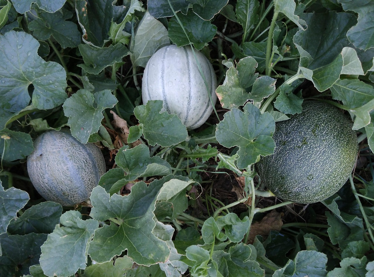 Cantaloupe