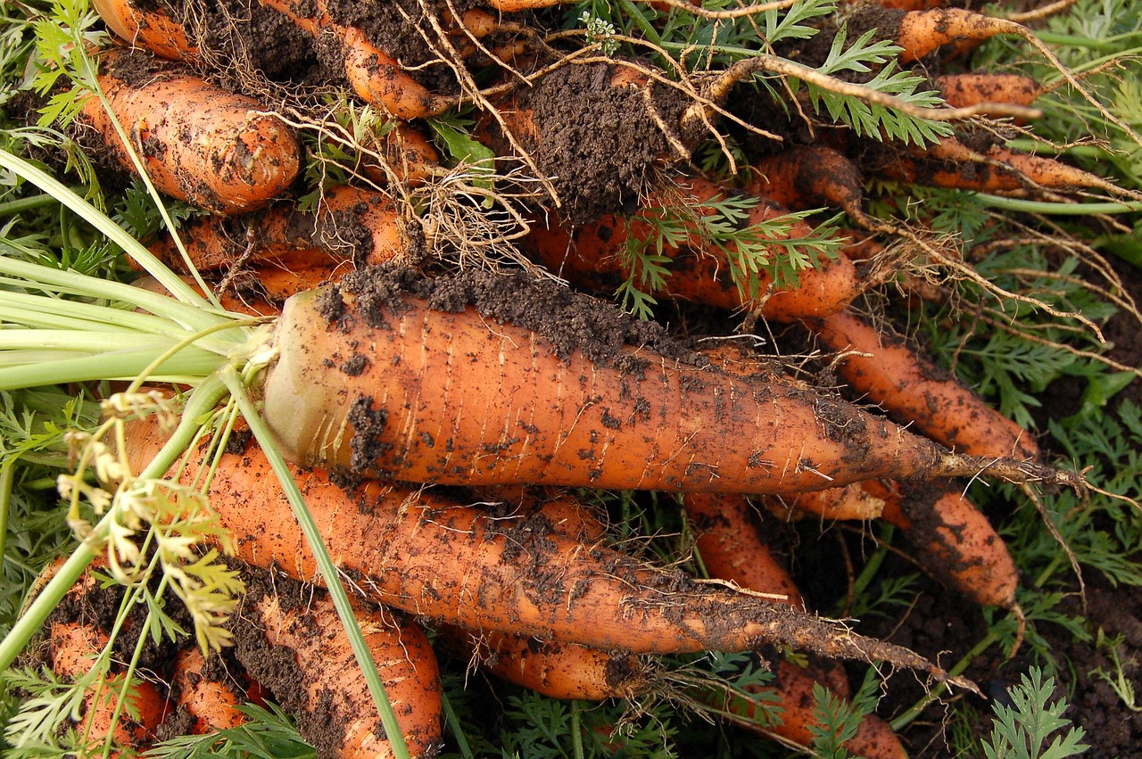 Carrot