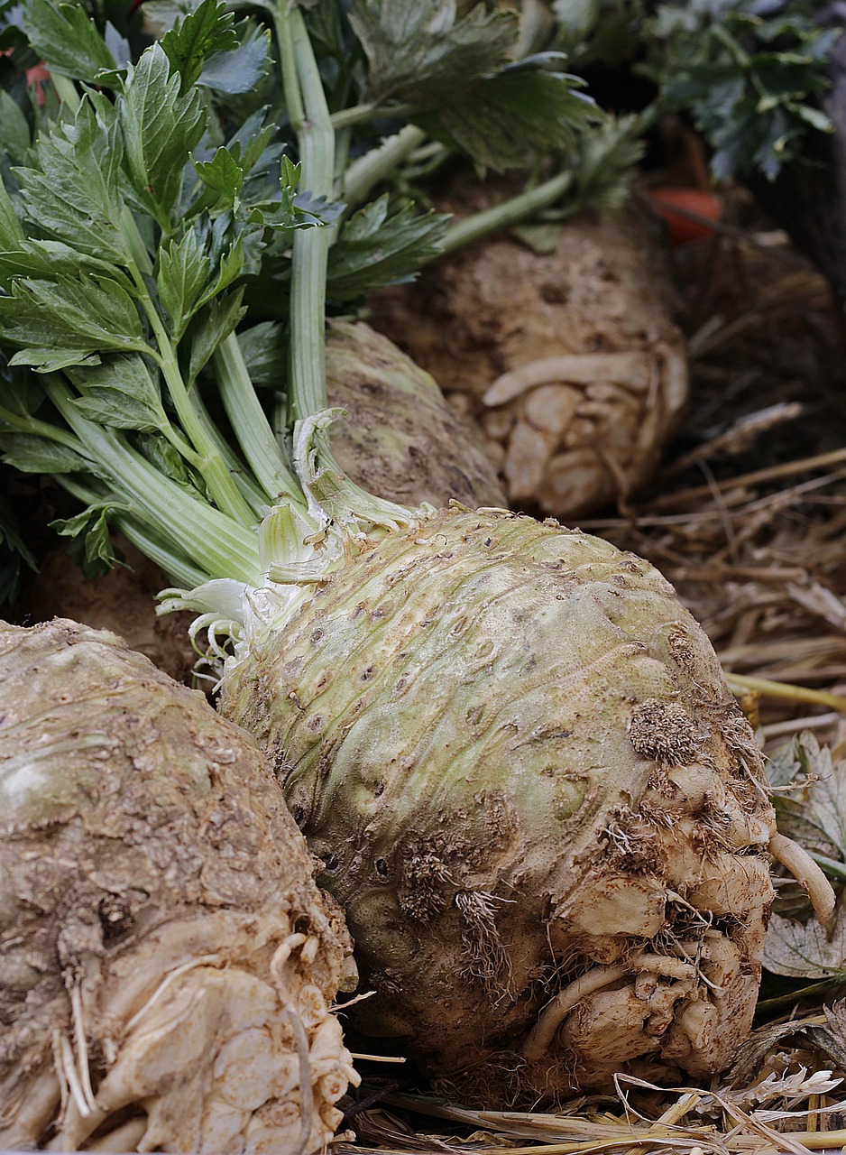 Celery