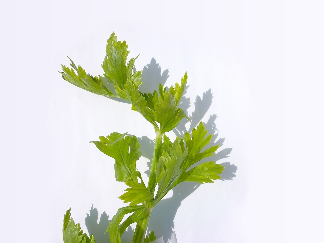 Celery
